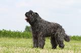 BOUVIER DES FLANDRES 060